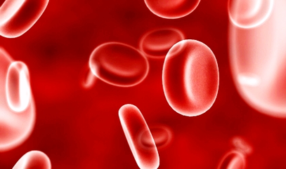 anatomy blood cells