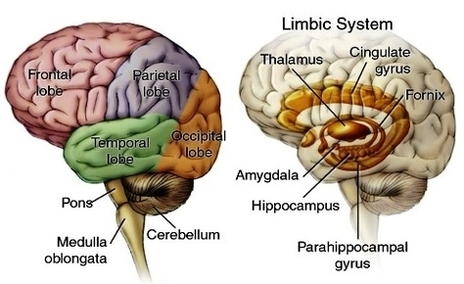 anatomy brain border