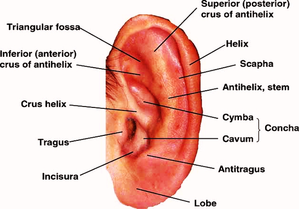 anatomy ear large