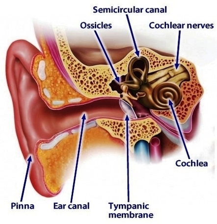 anatomy ear