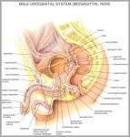 anatomy female 1024x1111