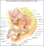 anatomy female