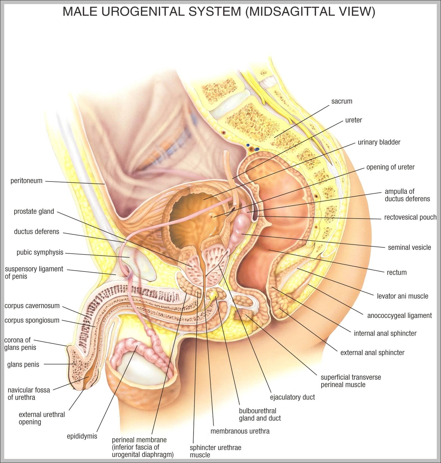 anatomy female