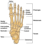 anatomy foot ankle