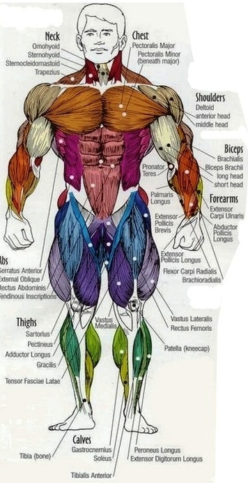 anatomy full front