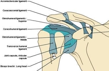 anatomy glenohumeral joint shoulder ligaments en medical