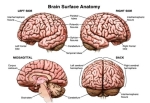 anatomy human brain