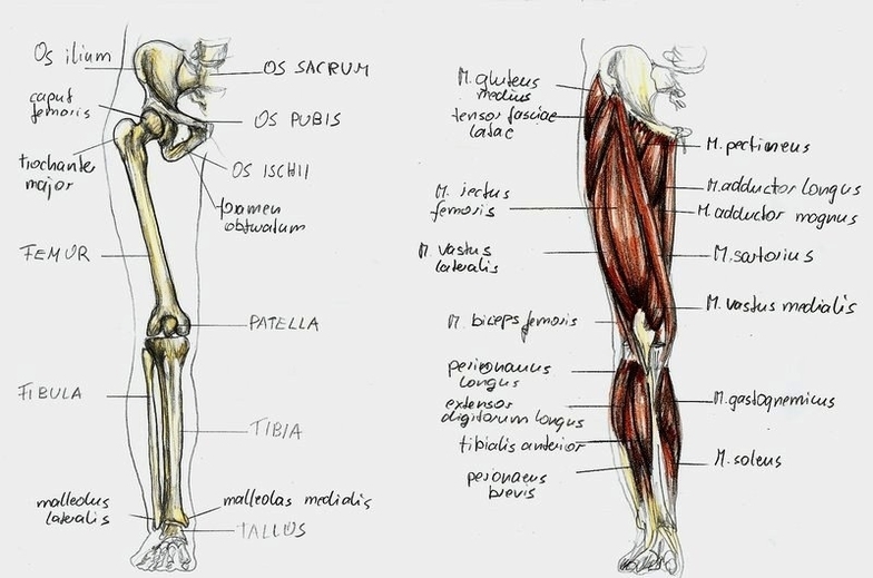 anatomy leg by bk