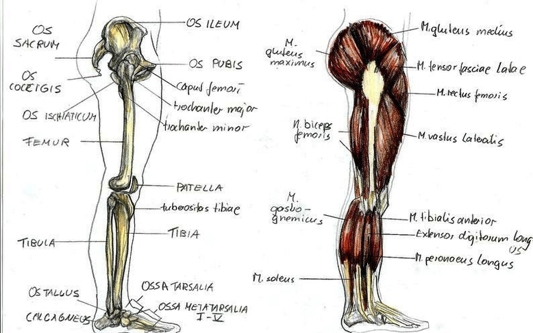 anatomy leg by bk1