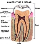 anatomy molar tooth