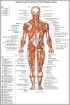 anatomy muscular system 1024x1586