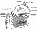 anatomy nose large