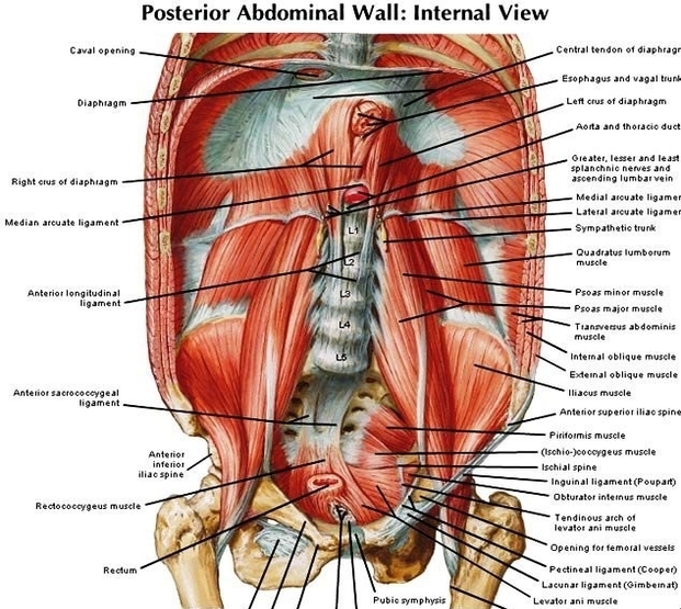 anatomy of abdomen