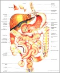 anatomy of abdomen1