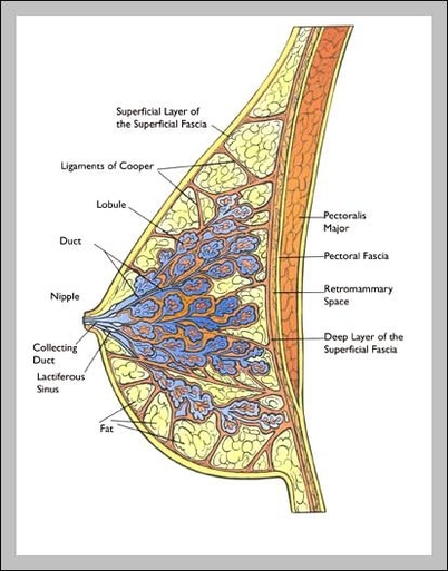anatomy of breast