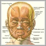 anatomy of face