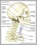 anatomy of neck and head