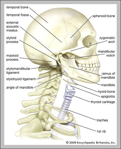 anatomy of neck and head
