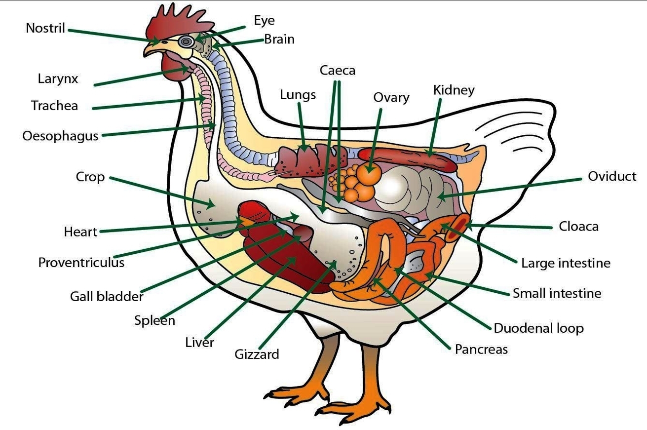 anatomy of the chicken with text