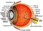 anatomy of the human eye cross section view