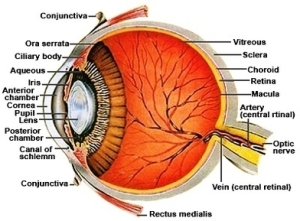 Anatomy Of The Human Eye Cross Section View 