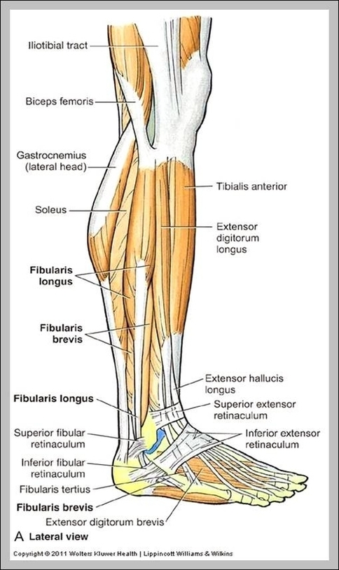 anatomy of the leg muscles