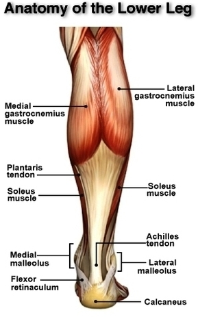 anatomy of the lower leg achilles tendon
