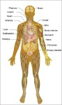 anatomy of the male body