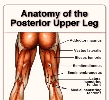 anatomy of the posterior upper leg hamstrings