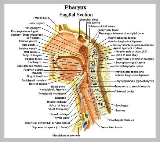 anatomy of the throat