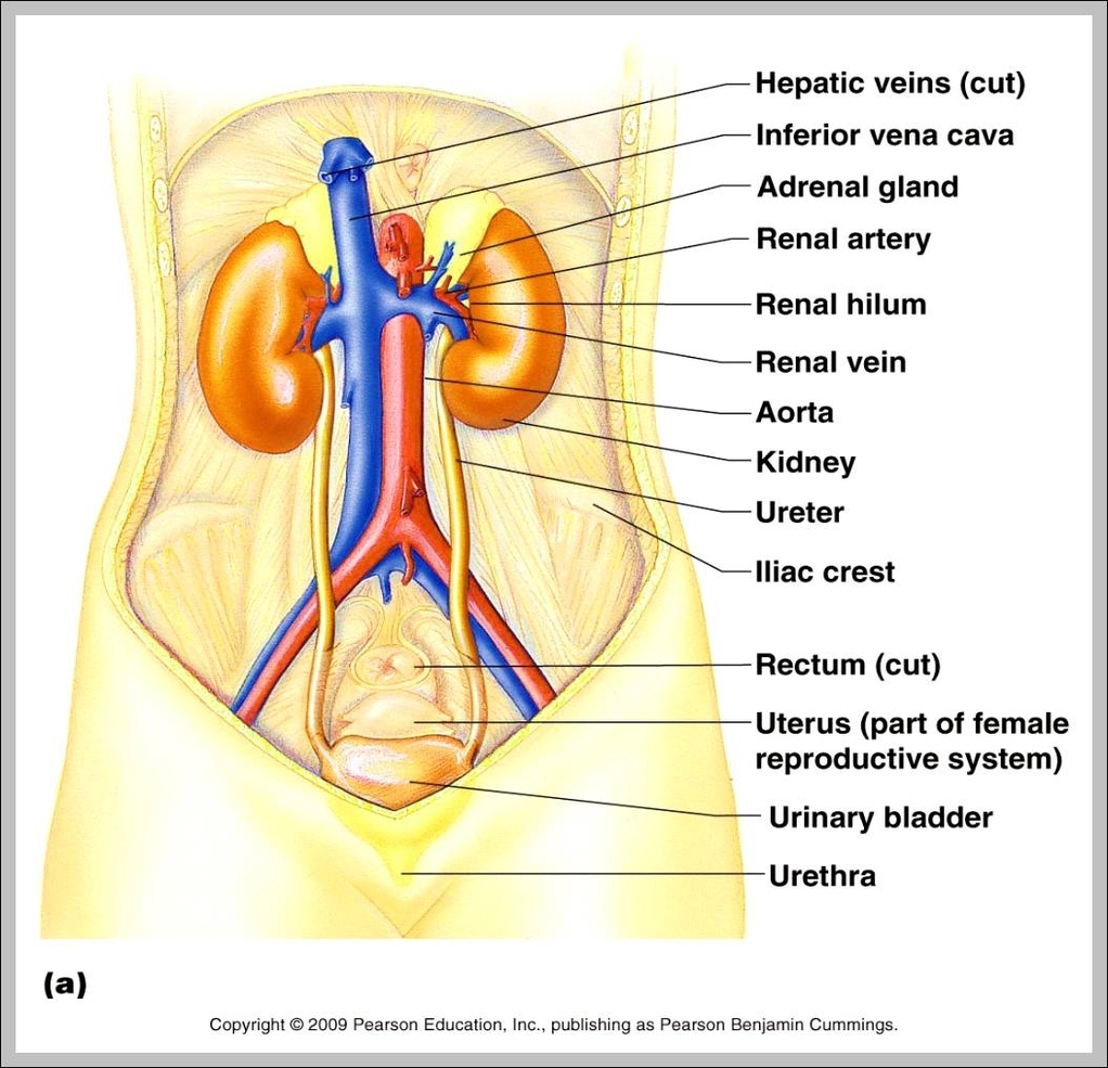 anatomy of urinary system 1024x1018