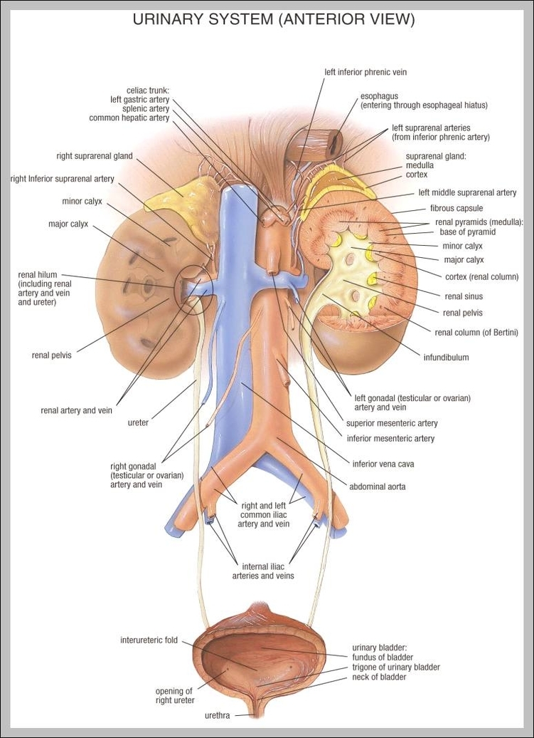 anatomy of urinary system 744x1072