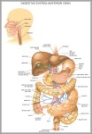 anatomy pictures 744x1122