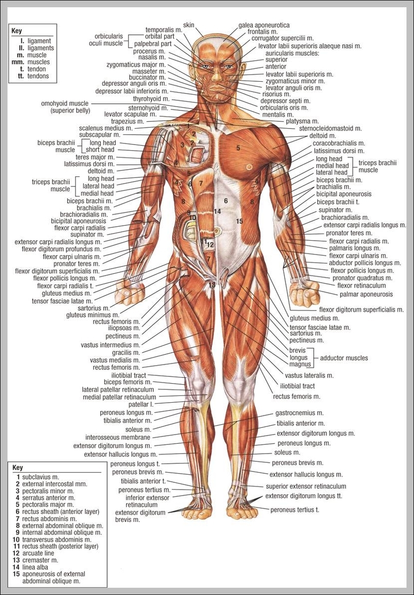 anatomy pictures of the human body