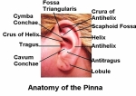 anatomy pinna jp