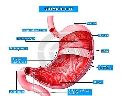 anatomy stomach cut section