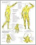 anatomy study guide muscles 744x962