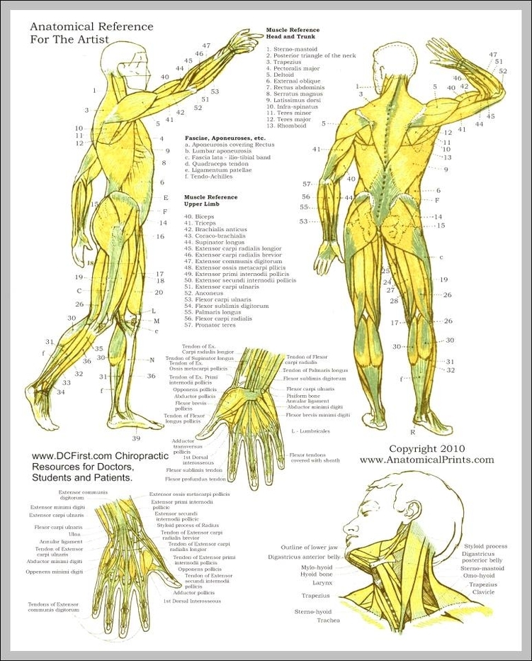 anatomy study guide muscles 744×962 | Anatomy System - Human Body ...