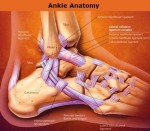 ankle anatomy