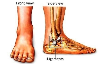 ankle anatomy1