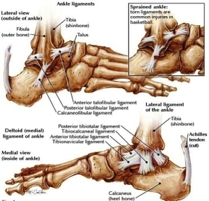 ankle joint anatomy on healthfavo | Anatomy System - Human Body Anatomy ...