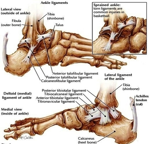 ankle joint anatomy on healthfavo