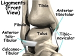 ankle sprain anat