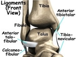 ankle sprain anat1