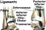 ankle syndesmosis anat