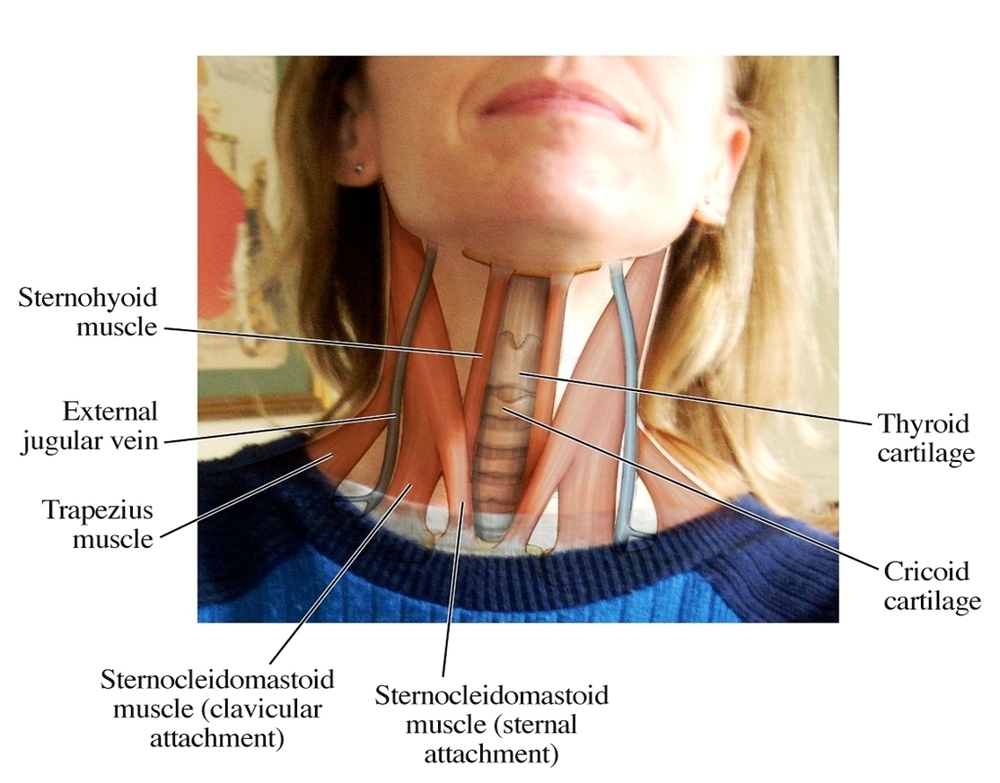 Throat neck