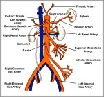 aortic arch branches