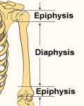 area bone