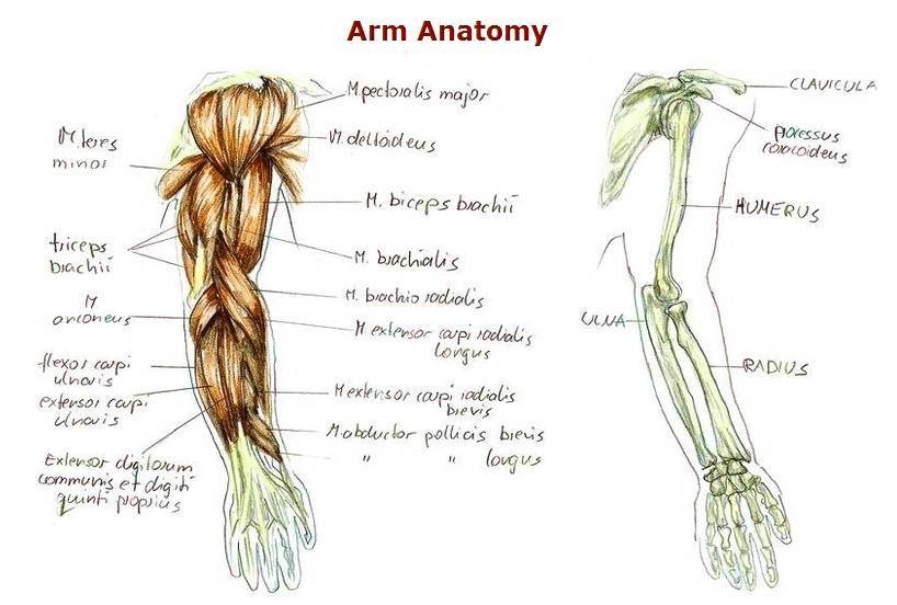arm anatomy