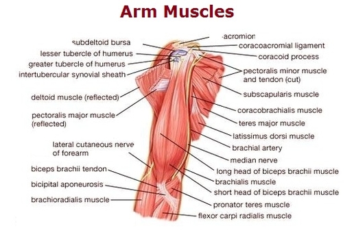 arm muscles